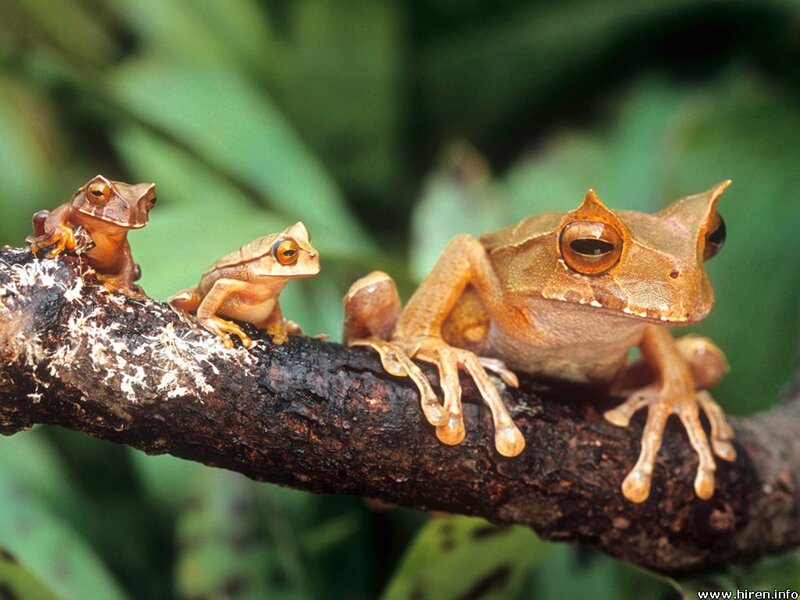 Three Tree Frogs on Branch