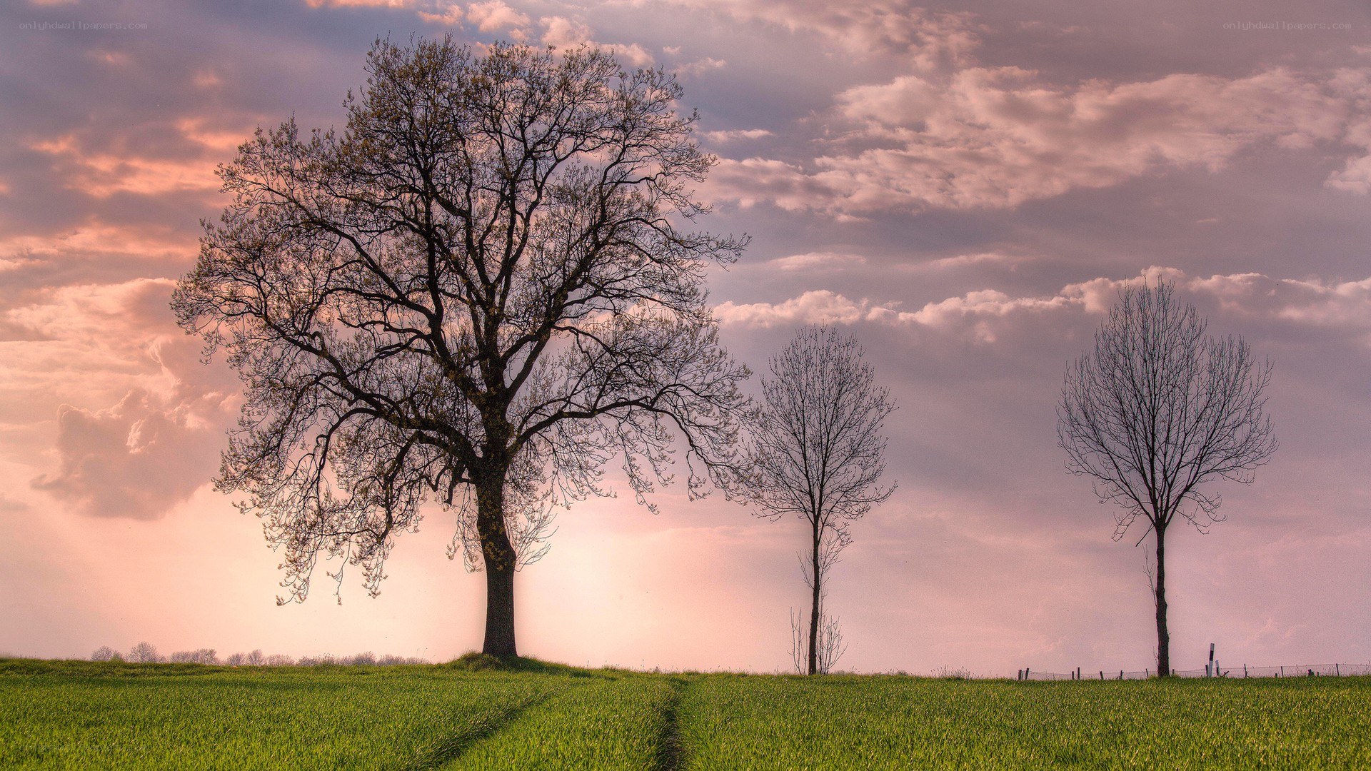 Three trees at sunset