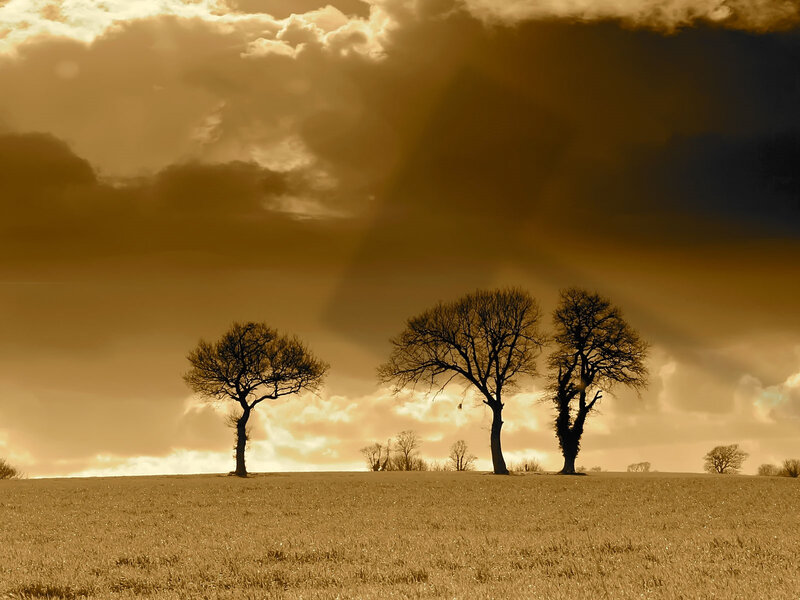 Three Trees at Sunset
