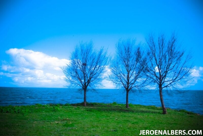 Three trees by the sea