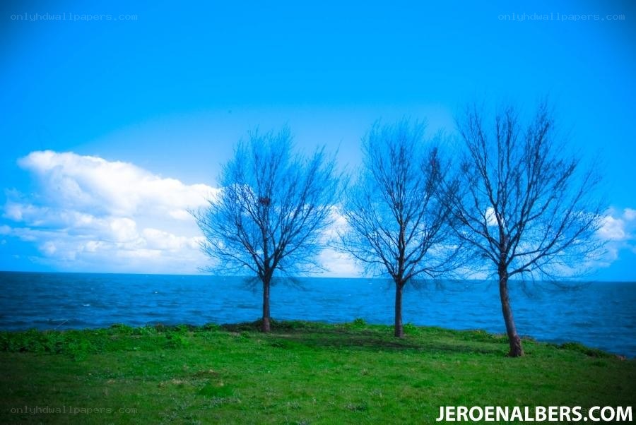 Three trees by the sea