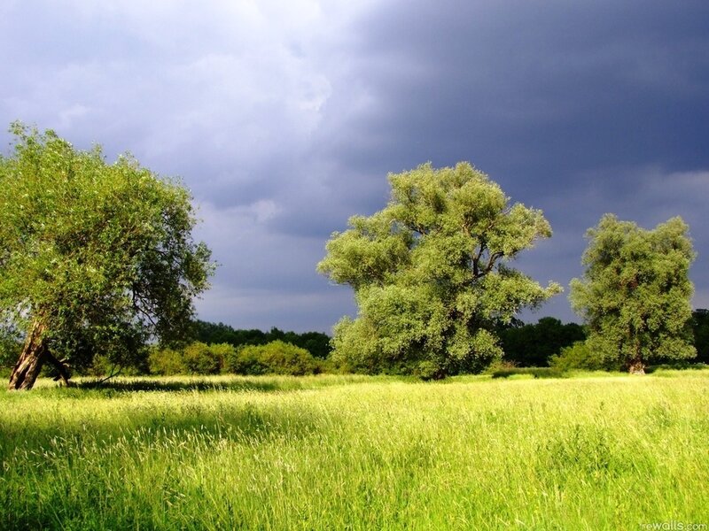 Three Trees in a Field — Green