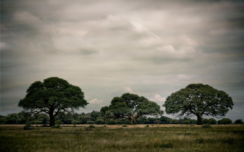 Three trees in a field