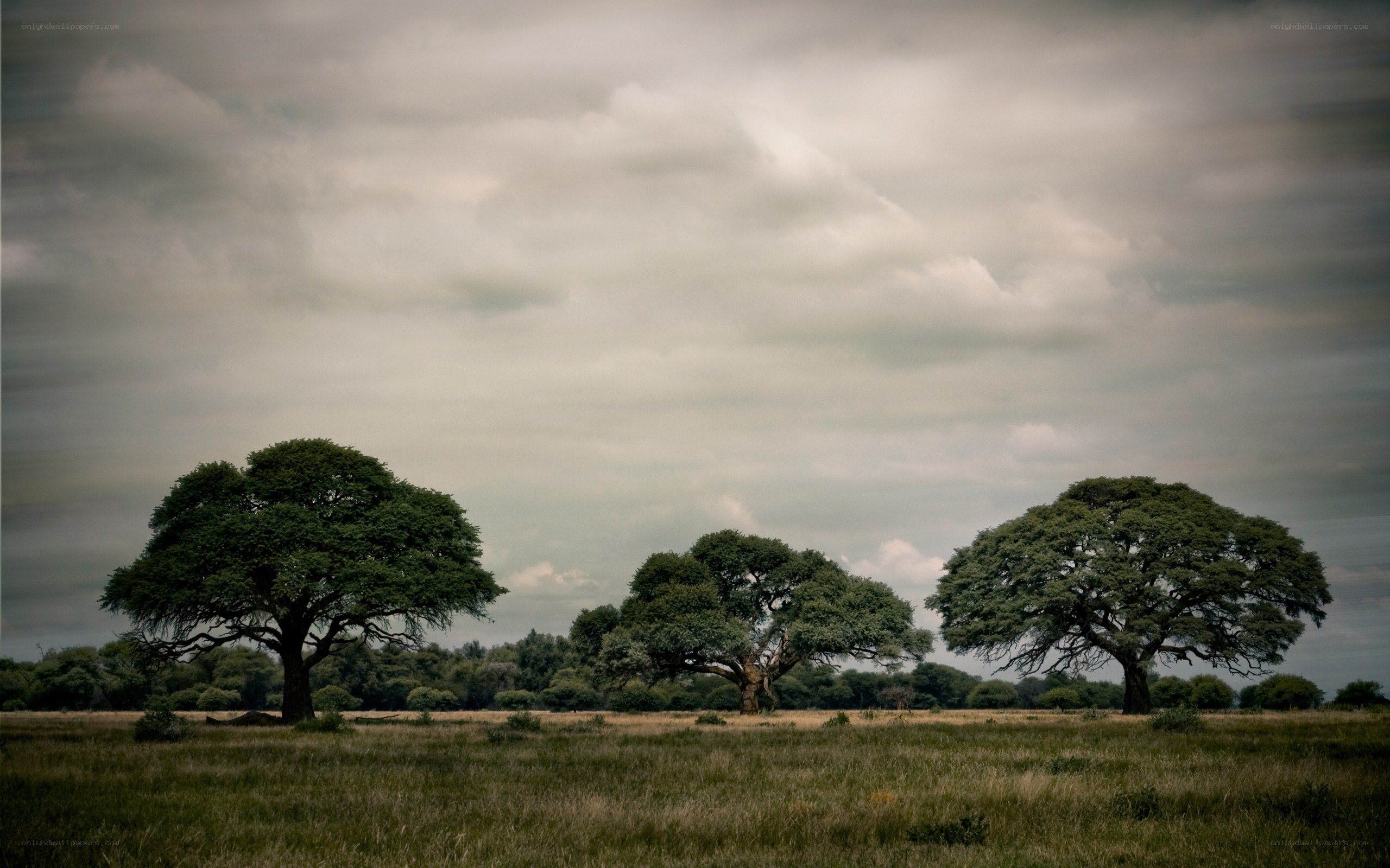 Three trees in a field