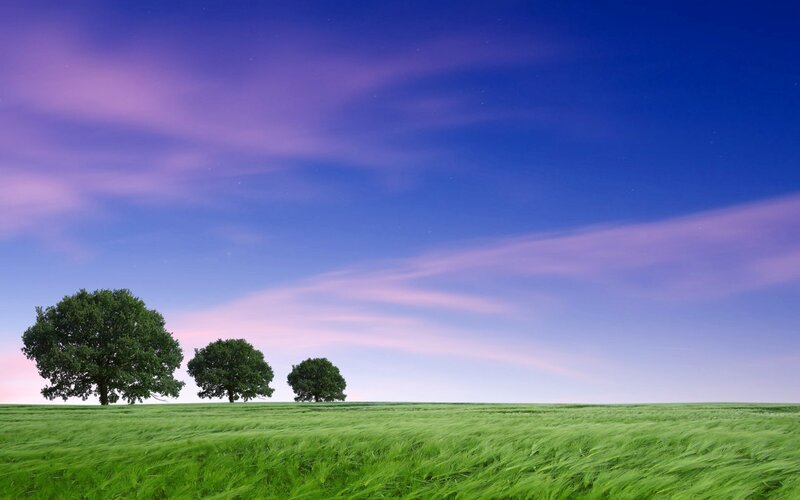 Three trees in a green field