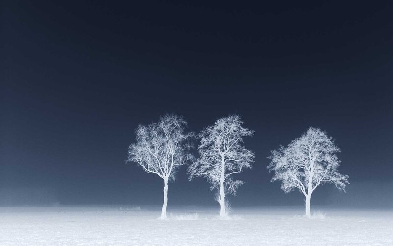 Three trees in a snowy field