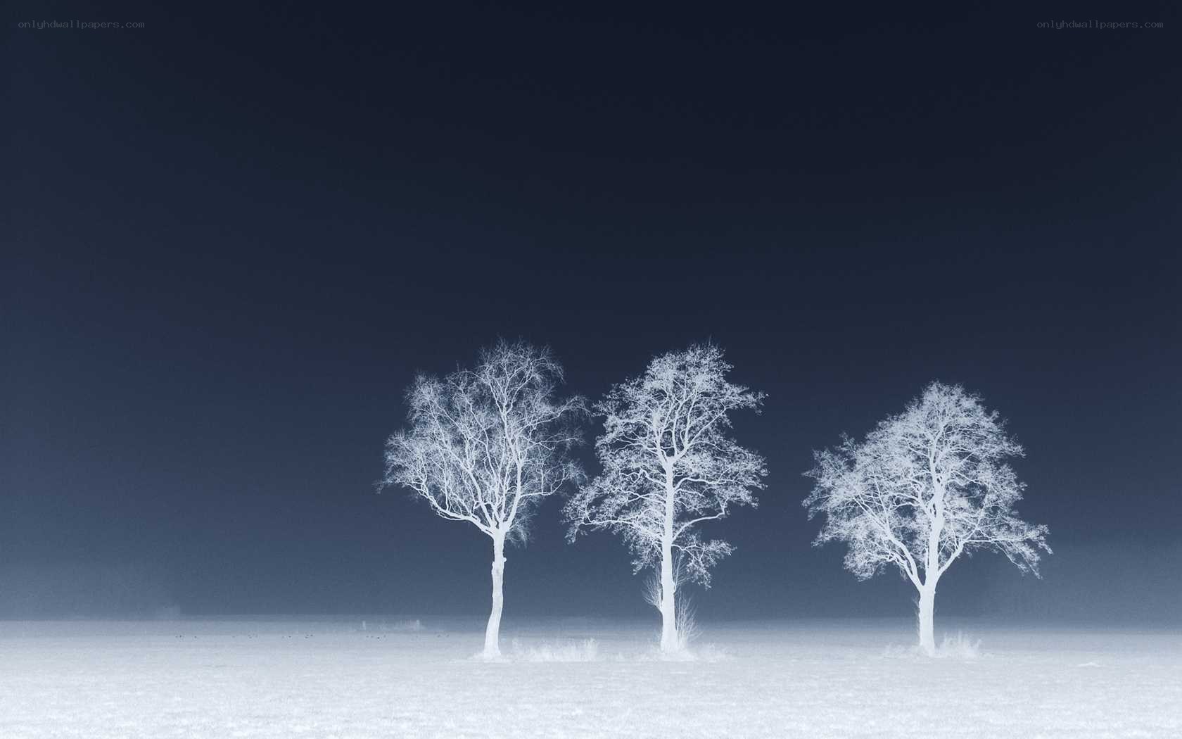 Three trees in a snowy field