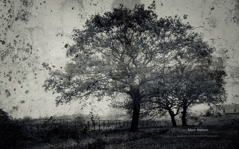 Three Trees in Field — Black