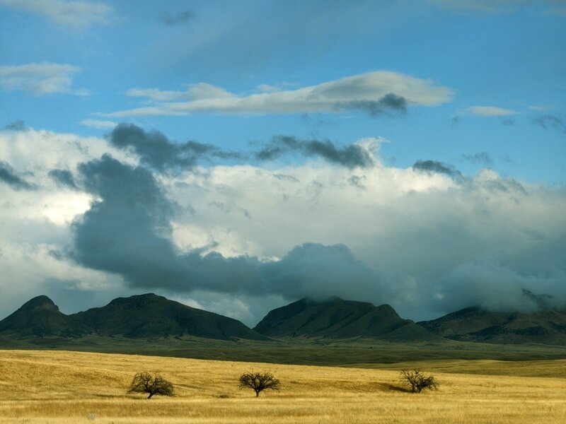 Three Trees in Field — Blue, Dramatic
