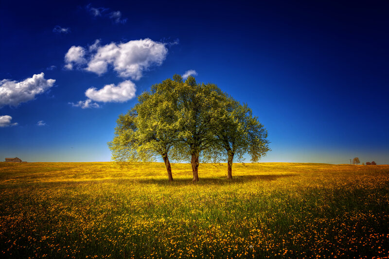 Three Trees in Field — Blue, Serene, Afternoon