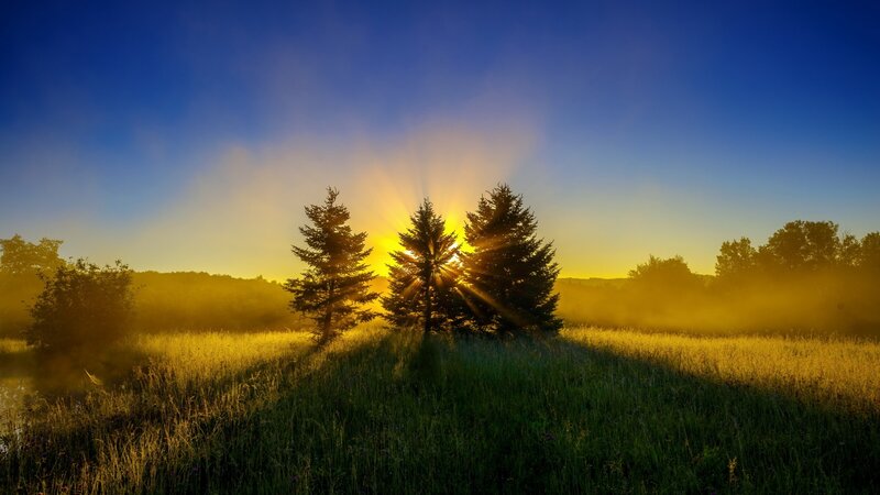 Three Trees in Field — Blue