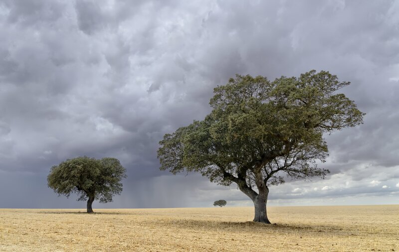 Three Trees in Field — Gray