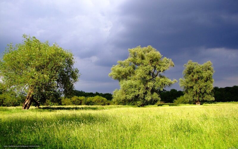 Three Trees in Field — Green, Dramatic
