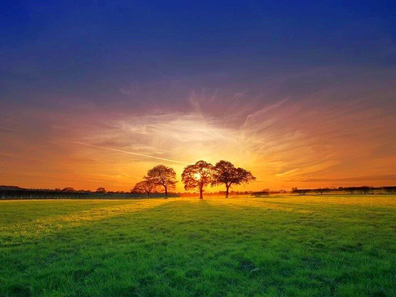 Three Trees in Field — Green, Serene
