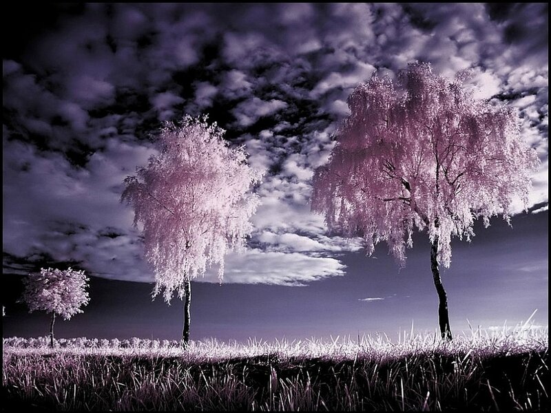 Three Trees in Field — Purple