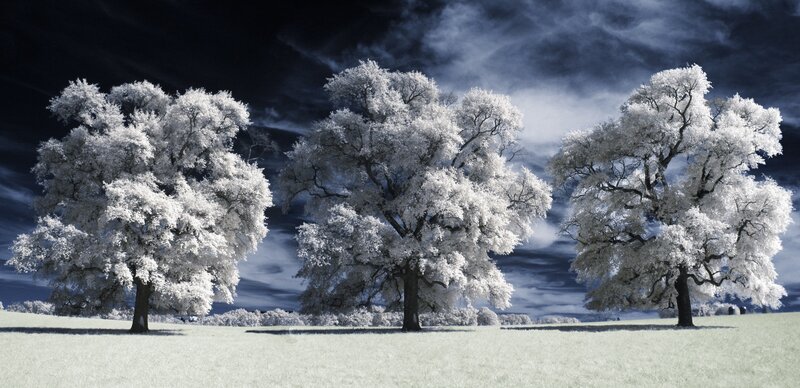 Three Trees in Field — White