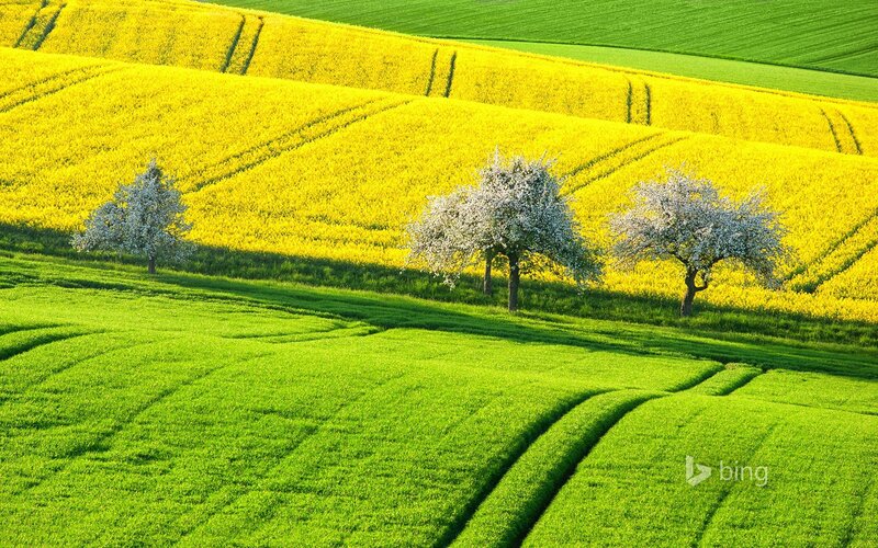 Three Trees in Fields