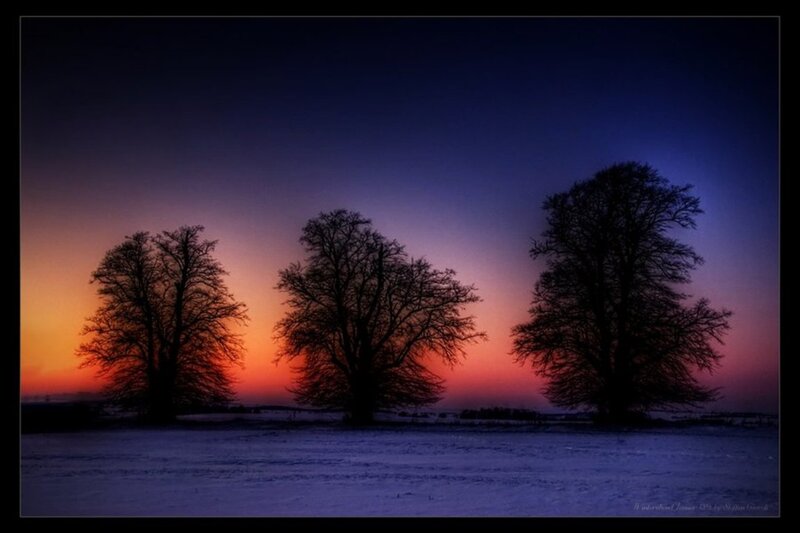 Three Trees in Snow — Purple