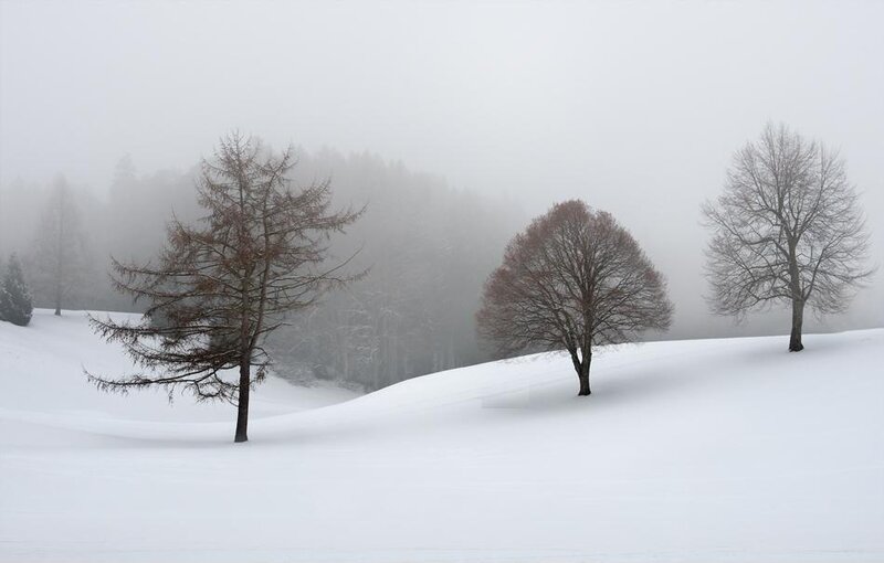 Three Trees in Snow