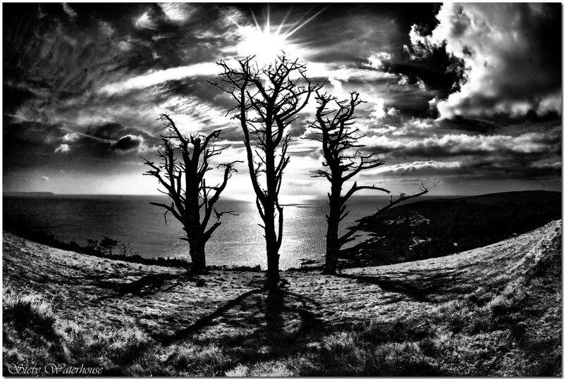 Three Trees on a Hill