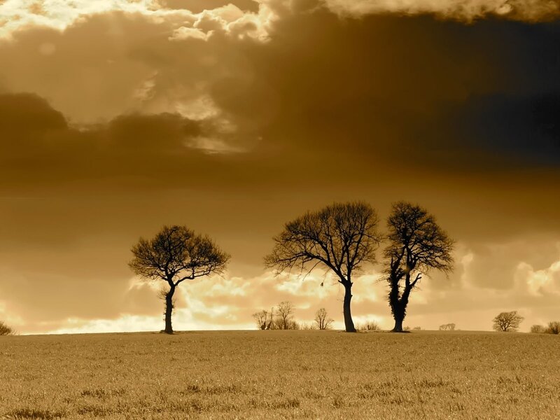 Three Trees on a Hill — Brown, Dramatic, Sunset, Photograph, Field