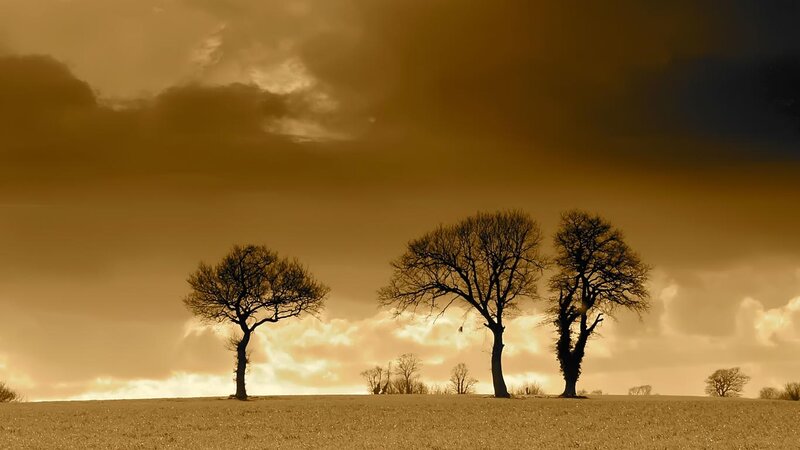Three Trees on a Hill — Brown, Dramatic