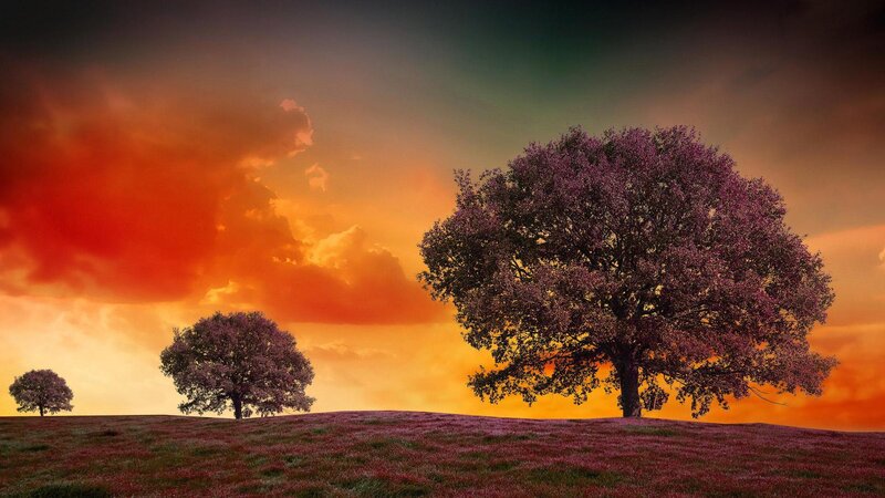 Three Trees on a Hill — Orange, Dramatic