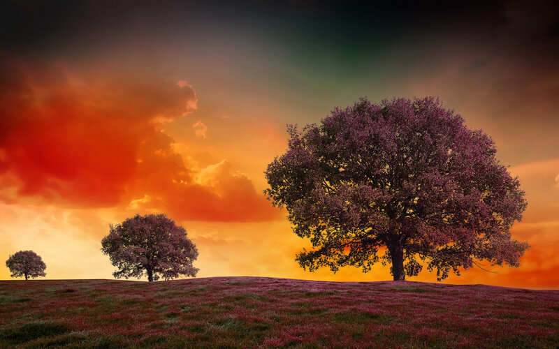 Three Trees on a Hill — Orange