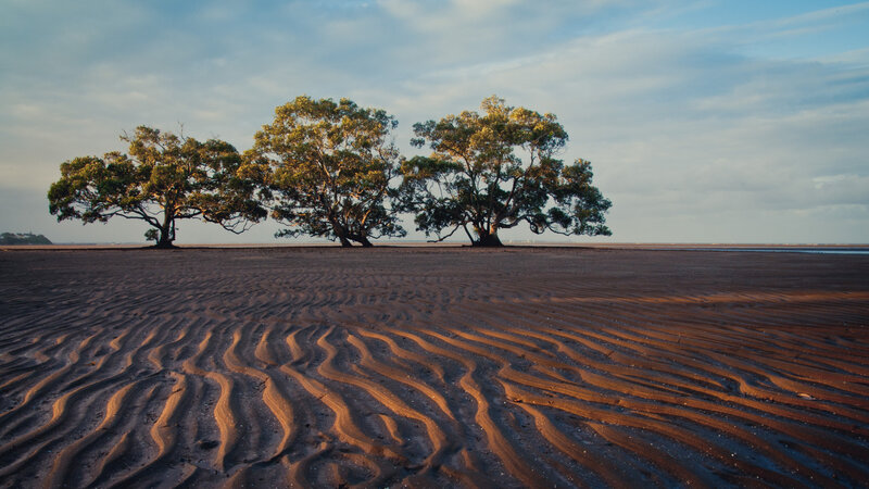 Three Trees on Beach