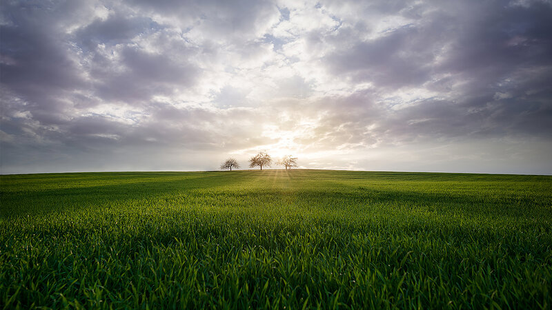 Three Trees on Hill — Green