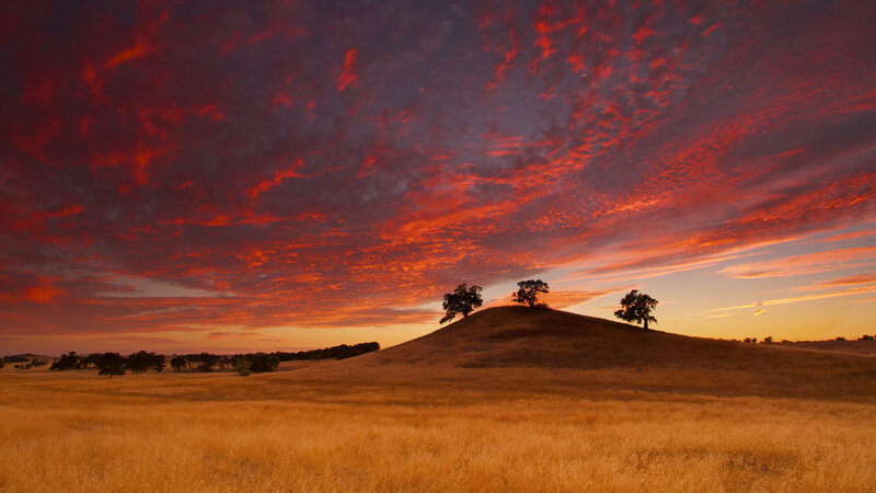Three Trees on Hill