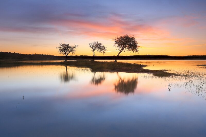 Three Trees on Island — Blue
