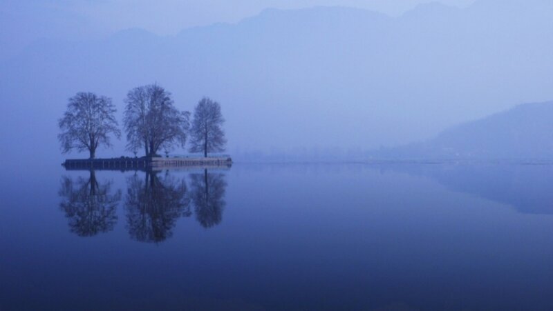 Three Trees on Island