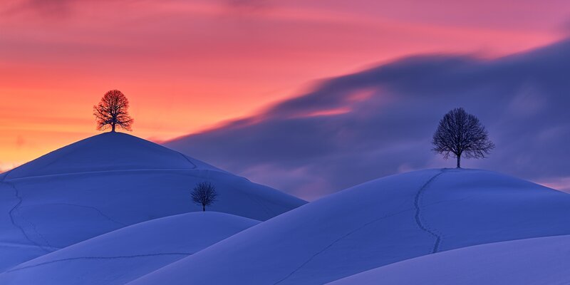 Three Trees on Snow Hills