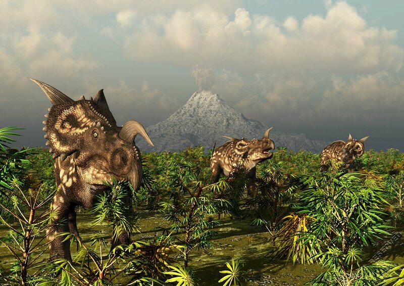 Three Triceratops Dinosaurs