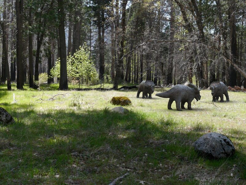 Three Triceratops in Forest
