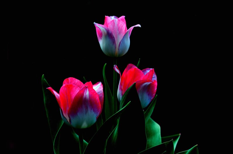 Three Tulip Flowers — Red