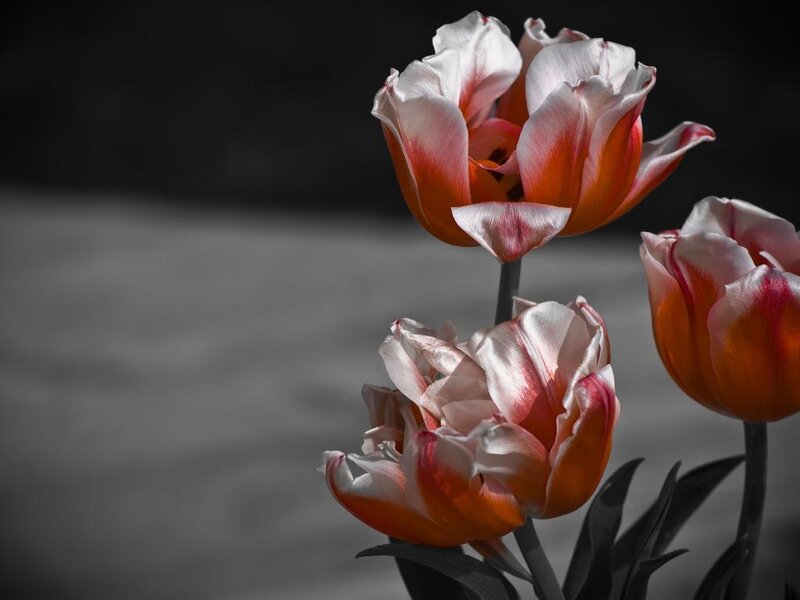 Three Tulip Flowers