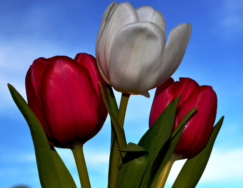 Three Tulips Against Sky