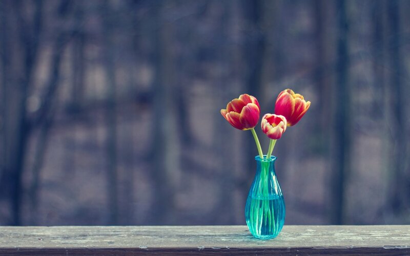 Three Tulips in a Vase