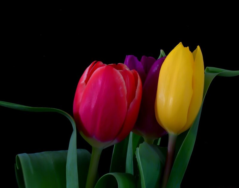 Three Tulips in Bloom — Red, Dramatic