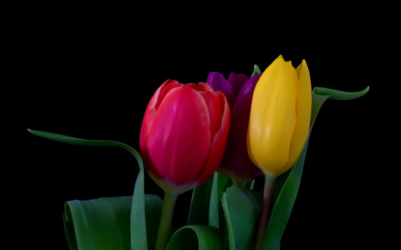 Three Tulips in Bloom — Red