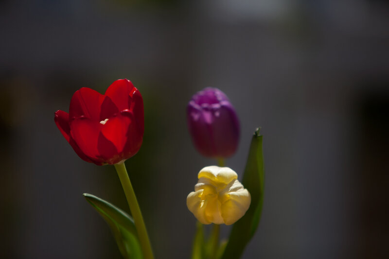 Three Tulips in Bloom