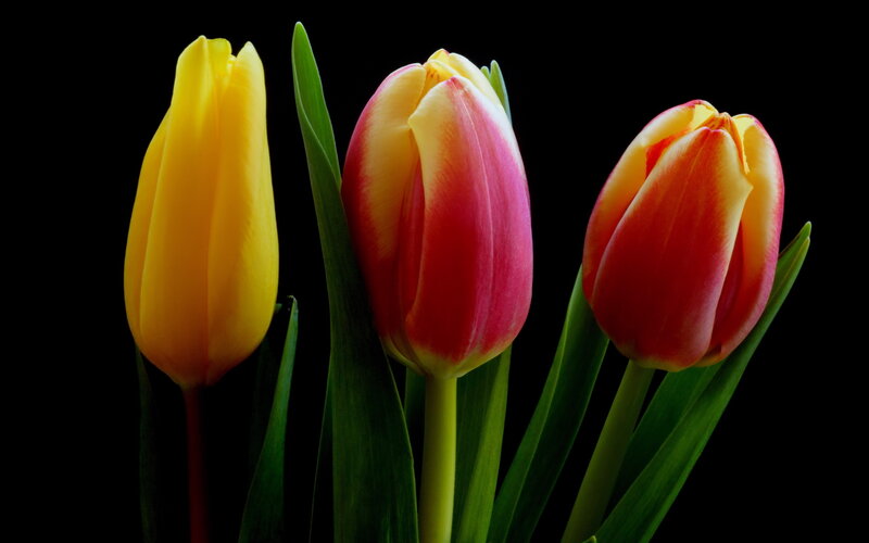 Three Tulips in Bloom — Yellow