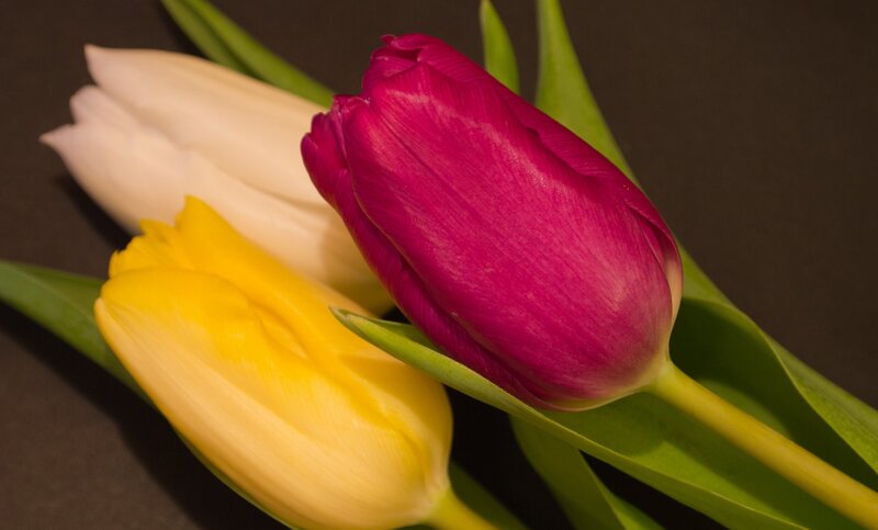Three Tulips in Focus