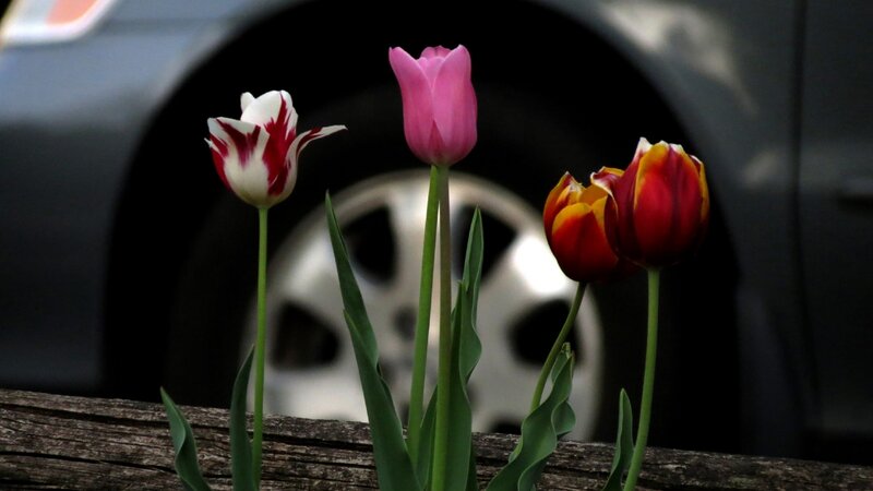 Three Tulips in Front of Car