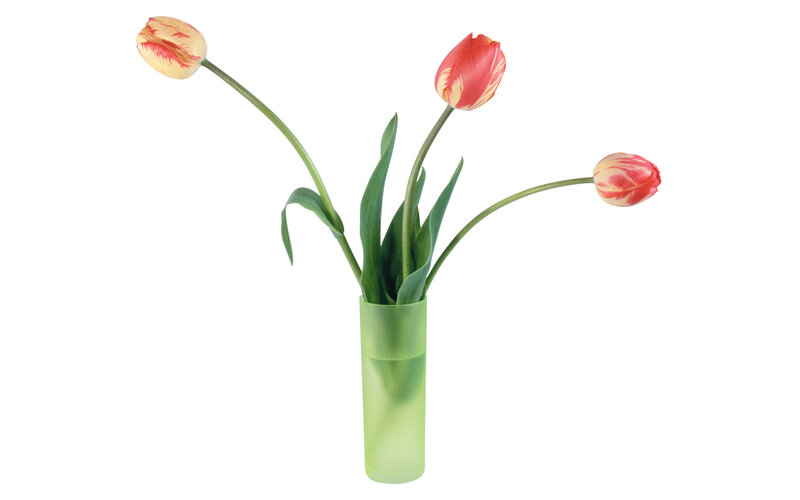 Three Tulips in Vase