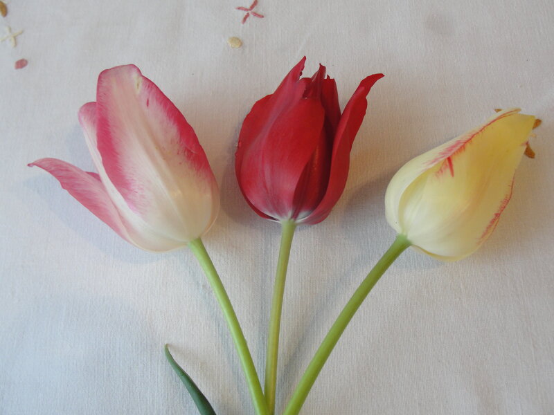 Three tulips on a cloth