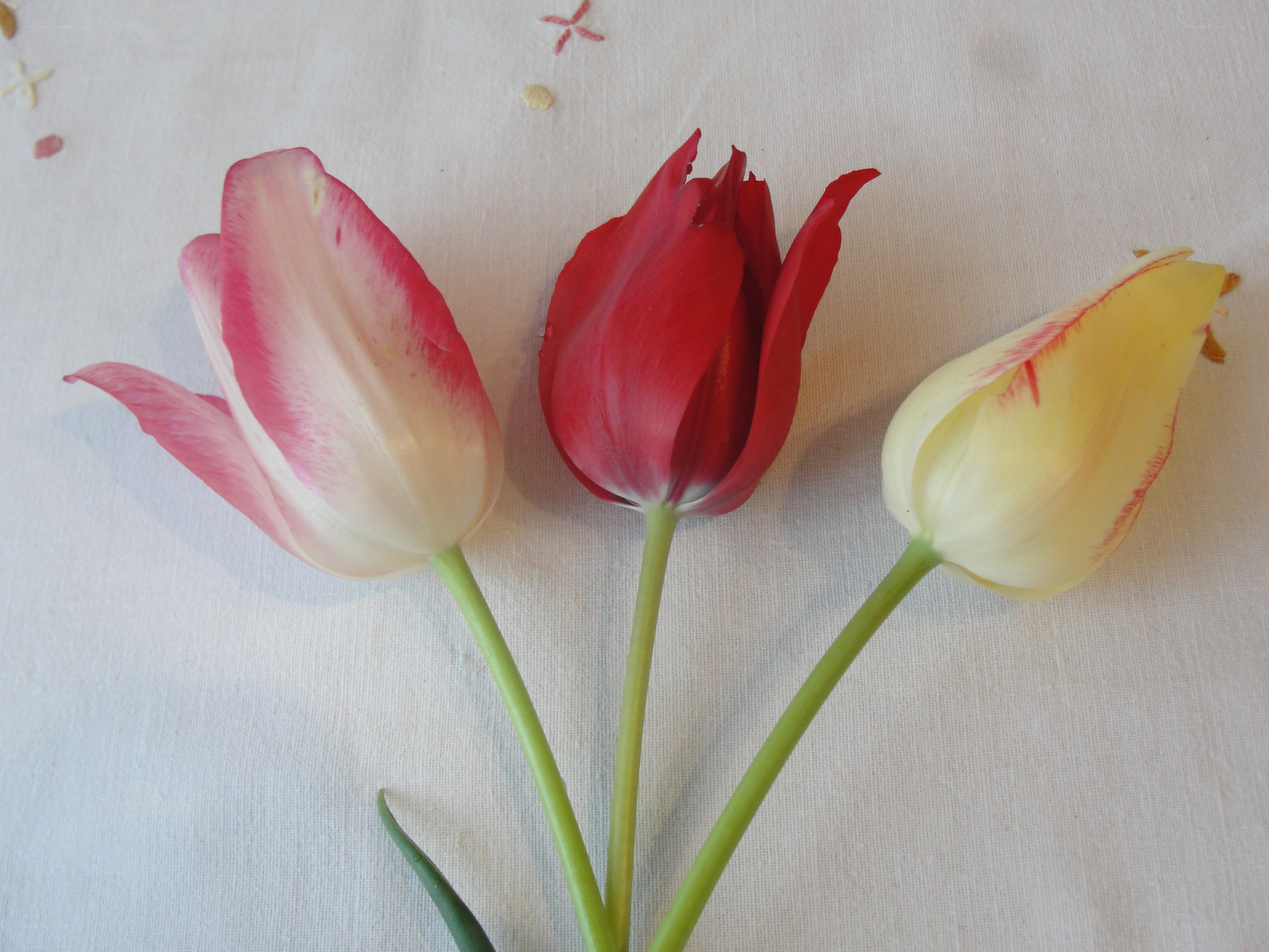 Three tulips on a cloth
