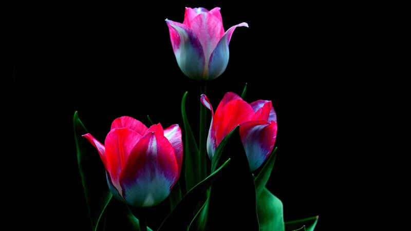Three Tulips on Black — Red
